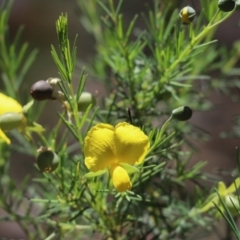 Gompholobium huegelii (Pale Wedge Pea) at Bumbaldry, NSW - 11 Dec 2021 by Tammy