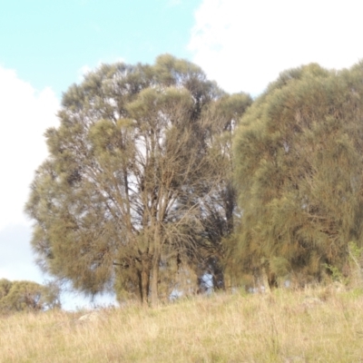 Allocasuarina verticillata (Drooping Sheoak) at Conder, ACT - 20 Oct 2021 by michaelb