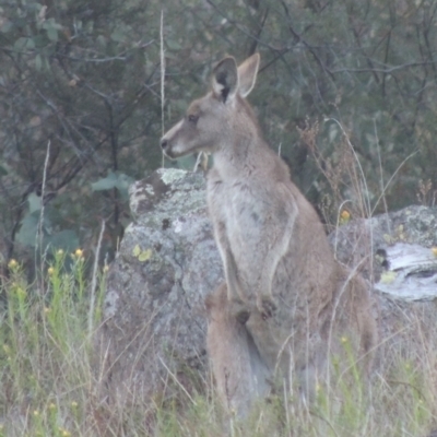 Macropus giganteus (Eastern Grey Kangaroo) at Conder, ACT - 20 Oct 2021 by michaelb