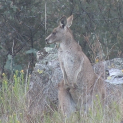 Macropus giganteus (Eastern Grey Kangaroo) at Rob Roy Range - 20 Oct 2021 by MichaelBedingfield