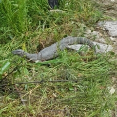 Varanus rosenbergi at Tennent, ACT - suppressed