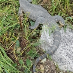 Varanus rosenbergi at Tennent, ACT - suppressed