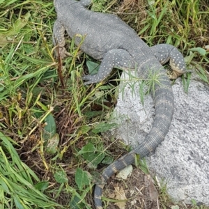 Varanus rosenbergi at Tennent, ACT - suppressed