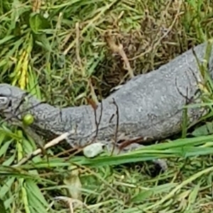 Varanus rosenbergi at Tennent, ACT - suppressed