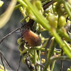 Ecnolagria grandis (Honeybrown beetle) at Flea Bog Flat, Bruce - 12 Dec 2021 by JVR