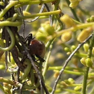 Ecnolagria grandis at Bruce, ACT - 13 Dec 2021 10:50 AM