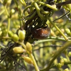 Ecnolagria grandis at Bruce, ACT - 13 Dec 2021 10:50 AM