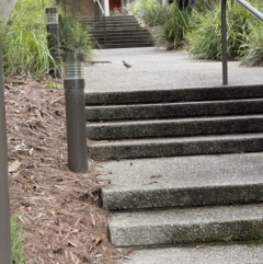 Turnix varius (Painted Buttonquail) at ANBG - 8 Dec 2021 by BenHarvey