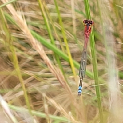 Xanthagrion erythroneurum (Red & Blue Damsel) at Lyneham, ACT - 13 Dec 2021 by trevorpreston