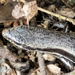 Morethia boulengeri at Lyneham, ACT - 13 Dec 2021