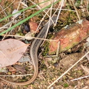 Morethia boulengeri at Lyneham, ACT - 13 Dec 2021