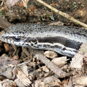 Morethia boulengeri at Lyneham, ACT - 13 Dec 2021