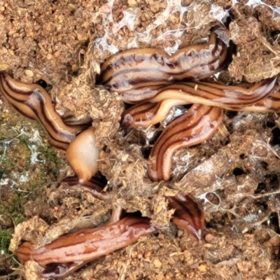 Anzoplana trilineata (A Flatworm) at Lyneham, ACT - 13 Dec 2021 by trevorpreston