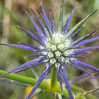 Eryngium ovinum (Blue Devil) at Crace Grasslands - 13 Dec 2021 by trevorpreston