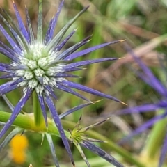 Eryngium ovinum at Lyneham, ACT - 13 Dec 2021