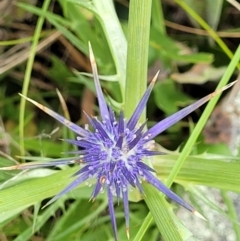 Eryngium ovinum at Lyneham, ACT - 13 Dec 2021