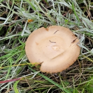 zz agaric (stem; gills white/cream) at Lyneham, ACT - 13 Dec 2021