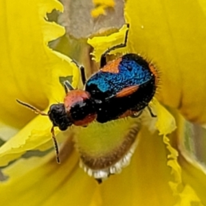 Dicranolaius villosus at Lyneham, ACT - 13 Dec 2021