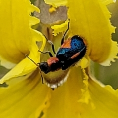 Dicranolaius villosus at Lyneham, ACT - 13 Dec 2021