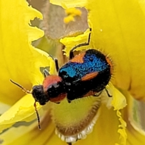 Dicranolaius villosus at Lyneham, ACT - 13 Dec 2021