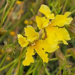 Velleia paradoxa at Lyneham, ACT - 13 Dec 2021