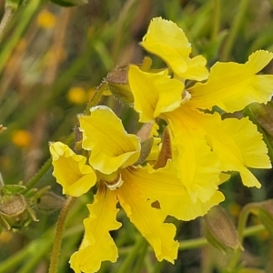 Velleia paradoxa at Lyneham, ACT - 13 Dec 2021