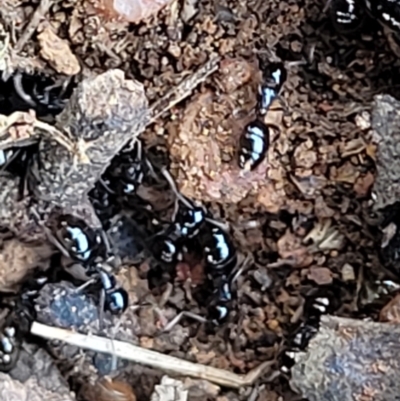 Formicidae (family) (Unidentified ant) at Lyneham, ACT - 12 Dec 2021 by tpreston