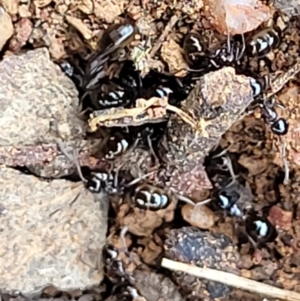 Formicidae (family) at Lyneham, ACT - 13 Dec 2021