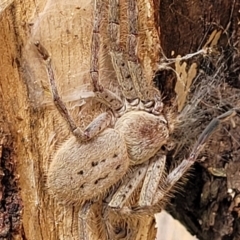 Isopeda canberrana (Canberra Huntsman Spider) at Lyneham, ACT - 12 Dec 2021 by trevorpreston