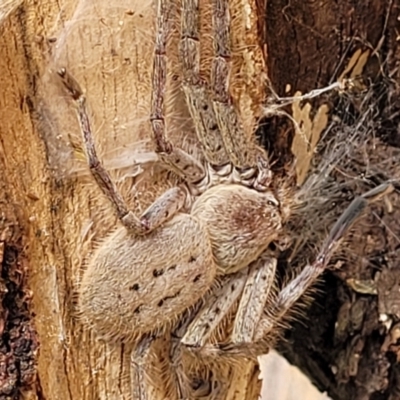 Isopeda canberrana (Canberra Huntsman Spider) at Lyneham, ACT - 12 Dec 2021 by trevorpreston