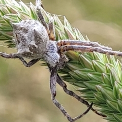 Socca pustulosa (Knobbled Orbweaver) at Lyneham, ACT - 13 Dec 2021 by trevorpreston