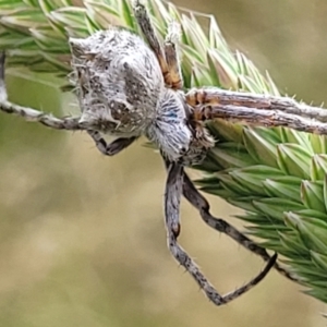 Socca pustulosa at Lyneham, ACT - 13 Dec 2021