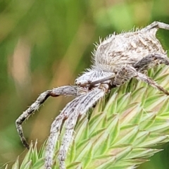 Socca pustulosa at Lyneham, ACT - 13 Dec 2021