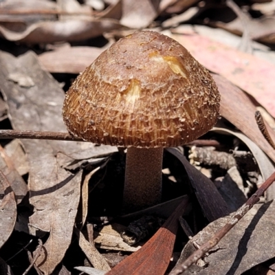 Inocybe sp. (Inocybe) at O'Connor, ACT - 13 Dec 2021 by tpreston