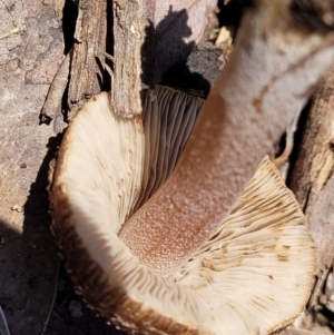 Inocybe sp. at O'Connor, ACT - 13 Dec 2021