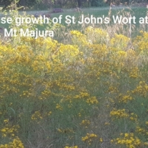 Hypericum perforatum at The Fair, Watson - 11 Dec 2021