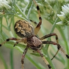 Araneus hamiltoni (Hamilton's Orb Weaver) at O'Connor, ACT - 13 Dec 2021 by trevorpreston