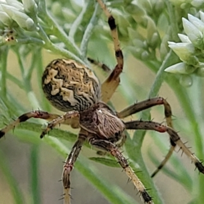 Araneus hamiltoni (Hamilton's Orb Weaver) at O'Connor, ACT - 13 Dec 2021 by trevorpreston