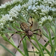 Araneus hamiltoni at O'Connor, ACT - 13 Dec 2021