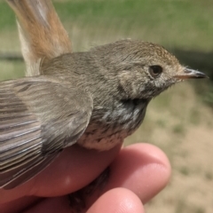 Acanthiza pusilla (Brown Thornbill) at Lake George, NSW - 13 Dec 2021 by MPennay