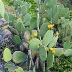 Opuntia ficus-indica (Indian Fig, Spineless Cactus) at O'Malley, ACT - 13 Dec 2021 by Mike