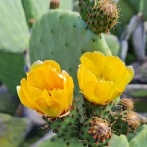 Opuntia ficus-indica at O'Malley, ACT - 13 Dec 2021 04:01 PM