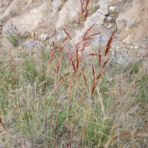 Sorghum leiocladum at Isaacs, ACT - 13 Dec 2021