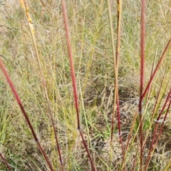 Sorghum leiocladum at Isaacs, ACT - 13 Dec 2021