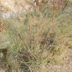 Sorghum leiocladum at Isaacs, ACT - 13 Dec 2021 04:29 PM