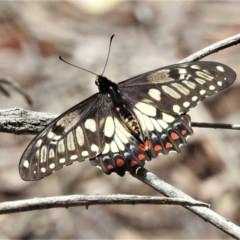 Papilio anactus (Dainty Swallowtail) at Molonglo Valley, ACT - 13 Dec 2021 by JohnBundock