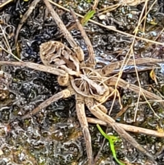 Tasmanicosa sp. (genus) (Tasmanicosa wolf spider) at Stromlo, ACT - 13 Dec 2021 by trevorpreston