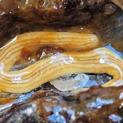 Fletchamia quinquelineata (Five-striped flatworm) at Molonglo Valley, ACT - 13 Dec 2021 by tpreston