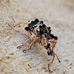 Aades cultratus (Weevil) at Stromlo, ACT - 13 Dec 2021 by trevorpreston