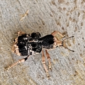 Aades cultratus at Stromlo, ACT - 13 Dec 2021